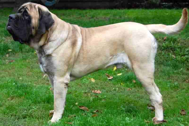 Mastiff
