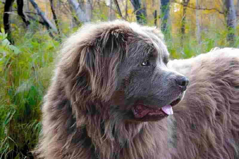 Newfoundland Dog