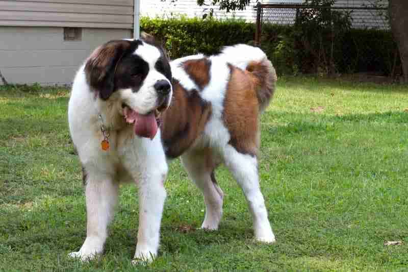 Saint Bernard Dog