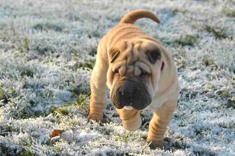 Shar Pei
