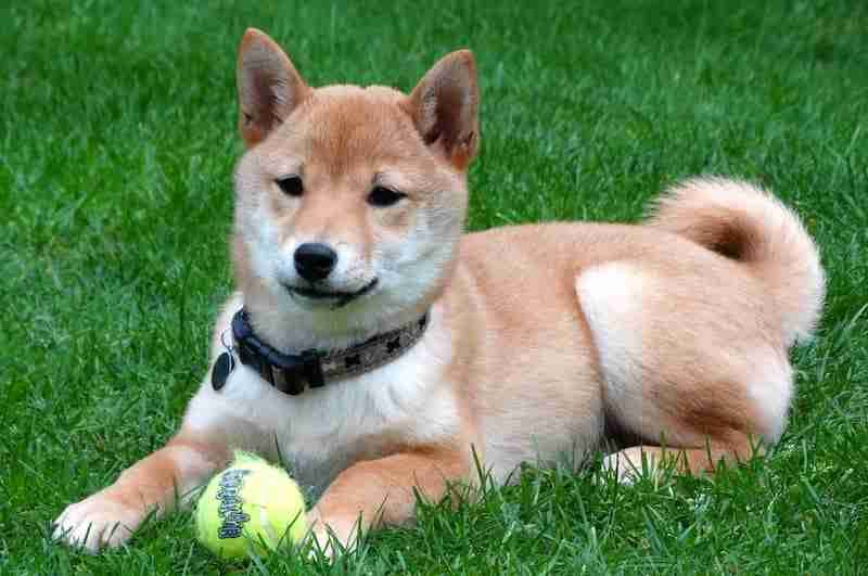 Shiba Inu puppy