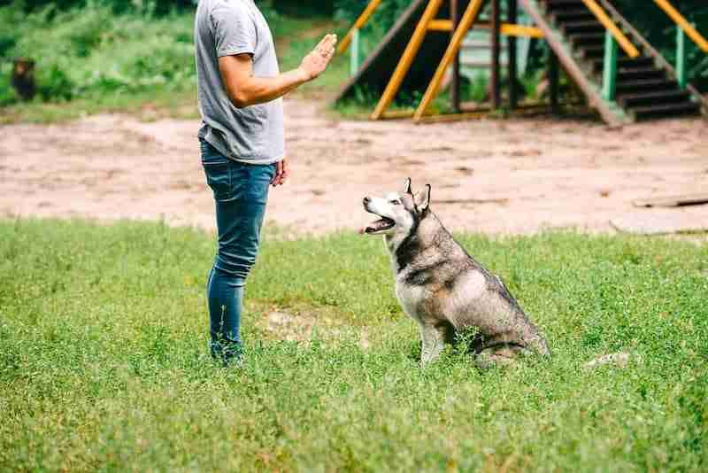 Training Dog to Sit - Dog Jumping
