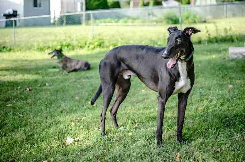 Whippet
