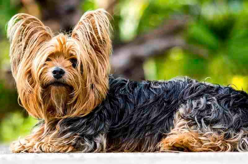 Yorkshire Terrier