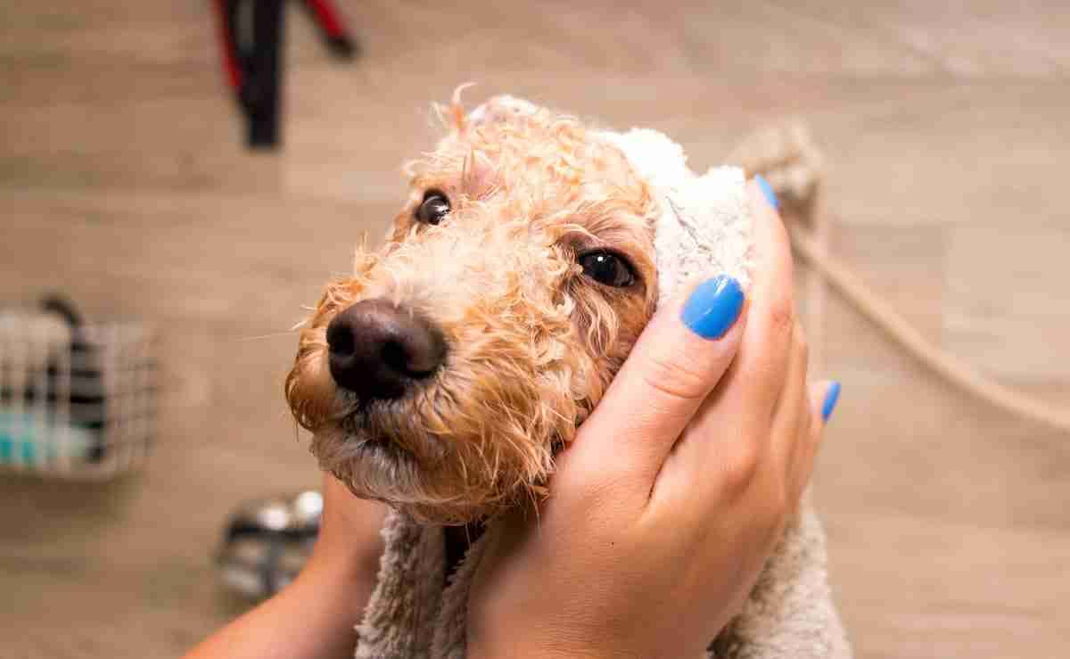 how often should we give bath to dogs