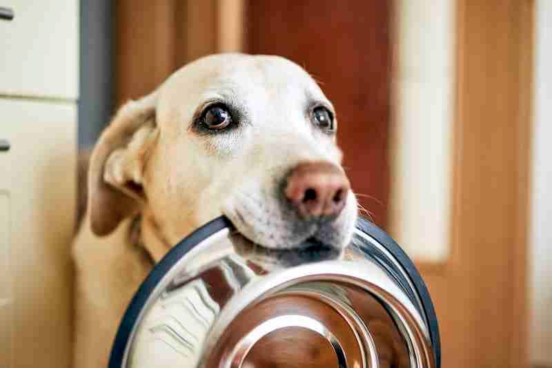 Dog Waiting to Be Fed