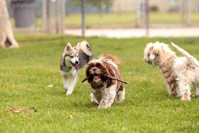 Dogs at the park