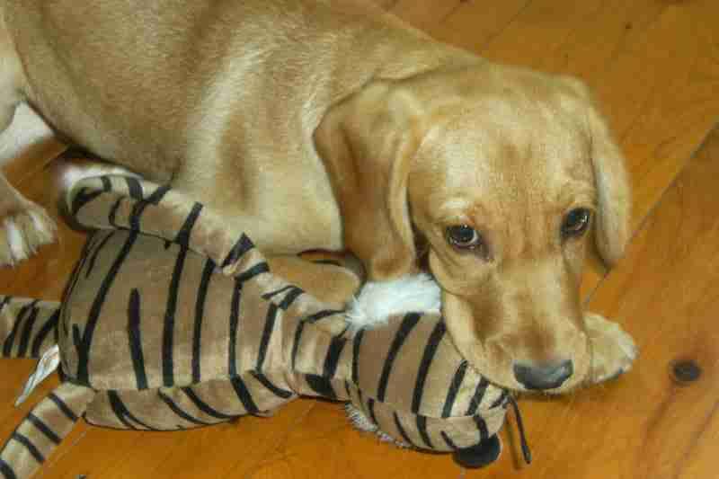 Puppy Indy Chewing Tweeter The Tiger