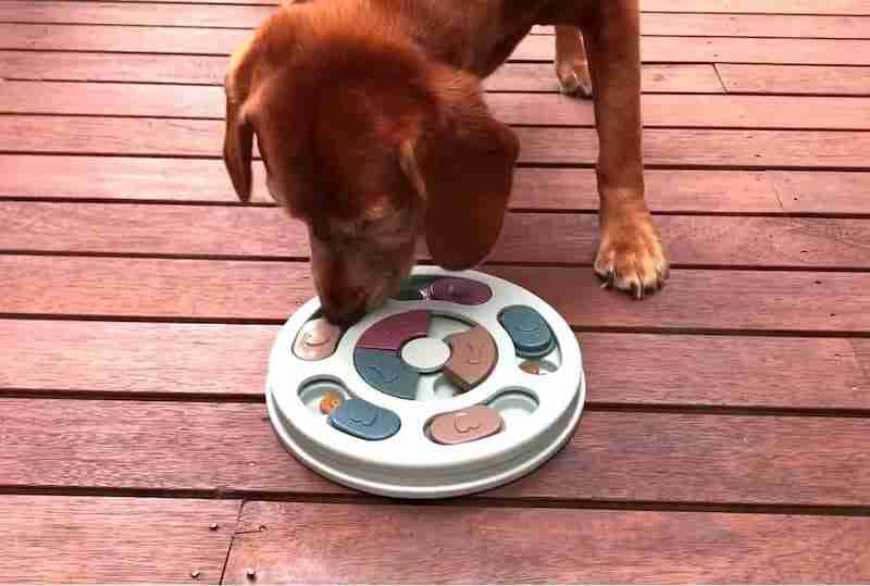 Indy with Treats Puzzle