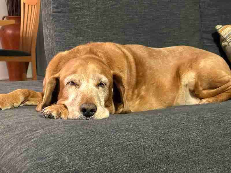 Adult Indy - How to socialize dog