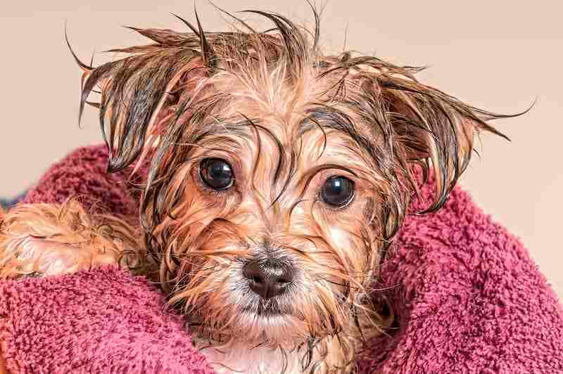 Puppy In A Towel After His Bath - How often to bathe a puppy