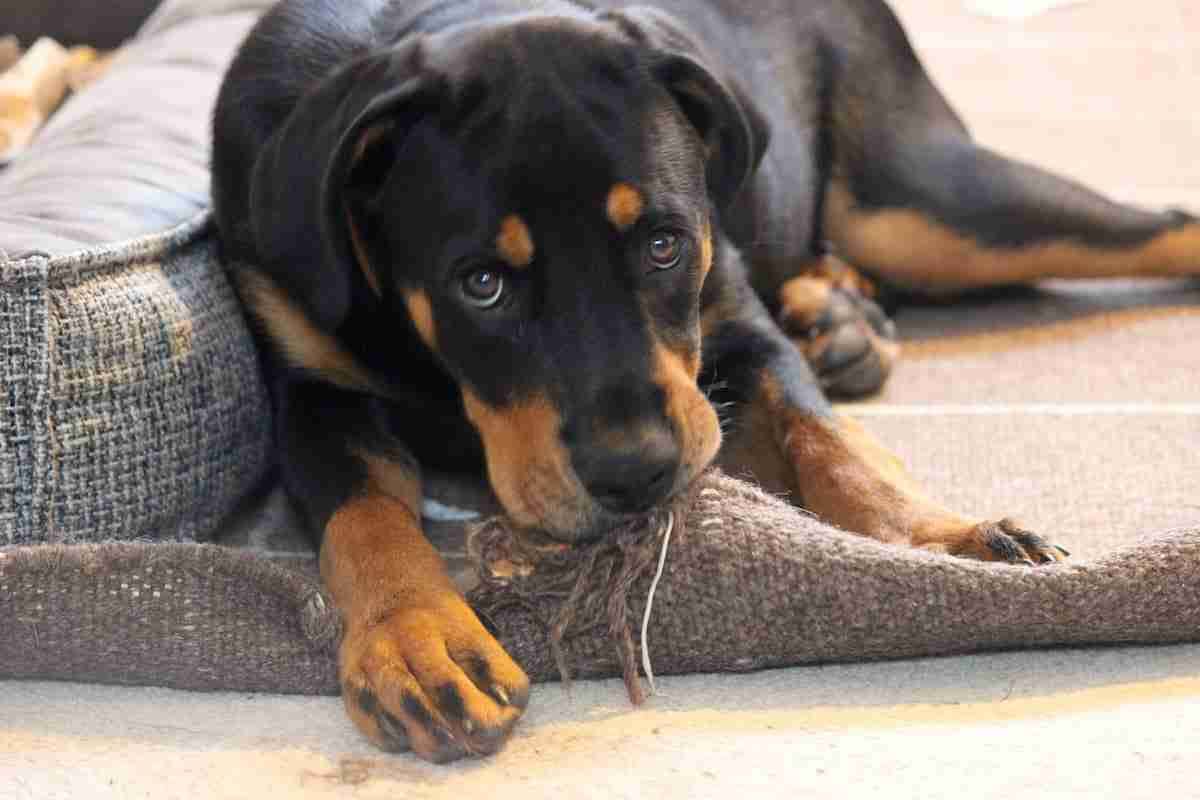 How To Stop Dog Chewing Rug