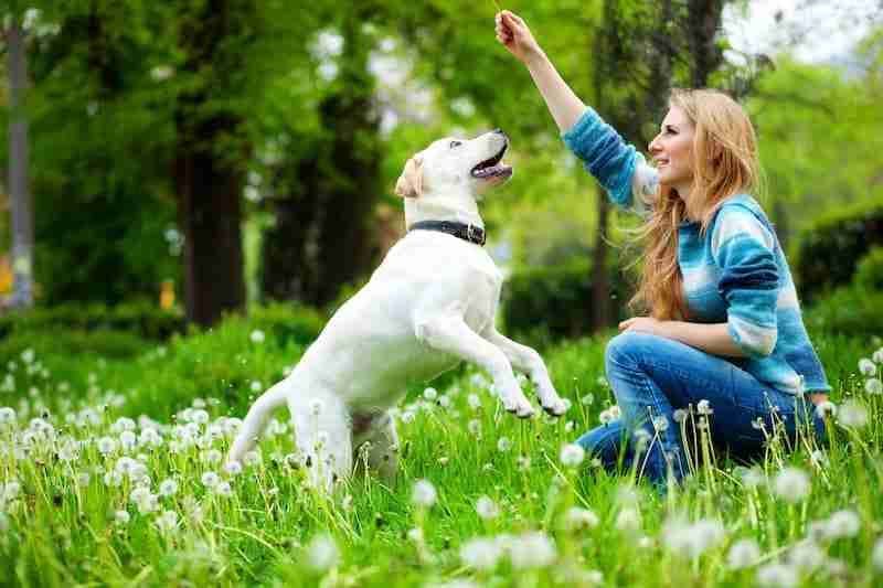 Dog Playing With Human