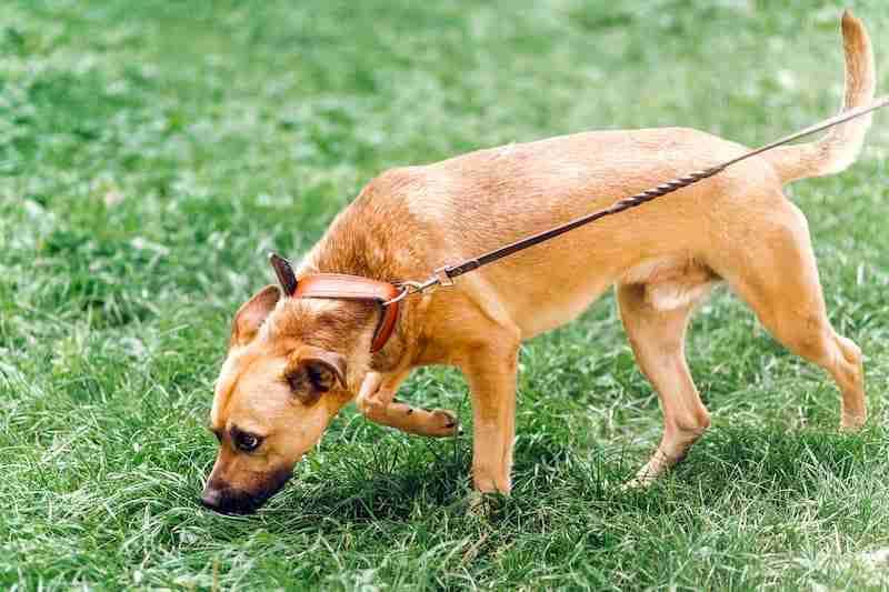 Dog Sniffing On A Walk