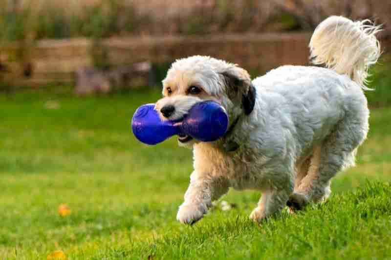 Puppy With Blue Bone Squeaky Toy