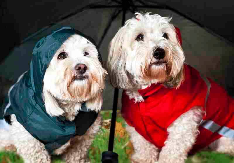 Two coton de tulear dogs in raincoats under umbrella