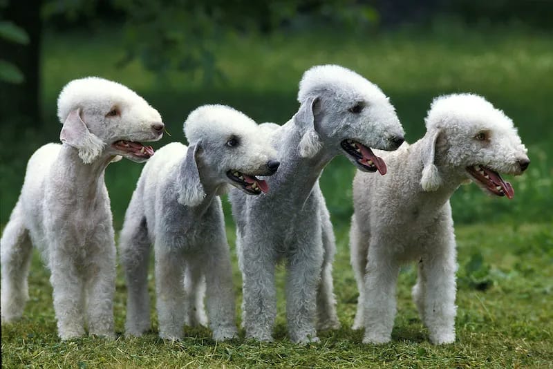Bedlington Terriers