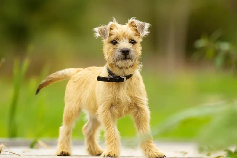 Cairn Terrier Puppy