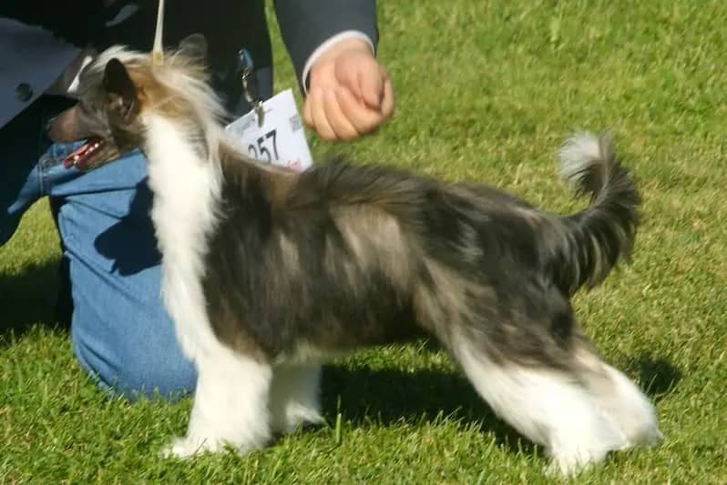 Chinese Crested Powderpuff Dog