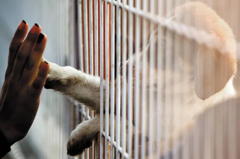 Dog Connecting with Person at Dog Shelter