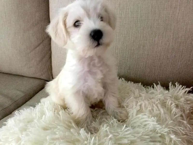 Pretzel, a Miniature Schnauzer and another small hypoallergenic dog