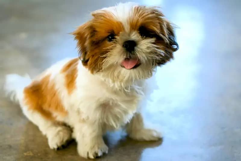 Shih Tzu Puppy