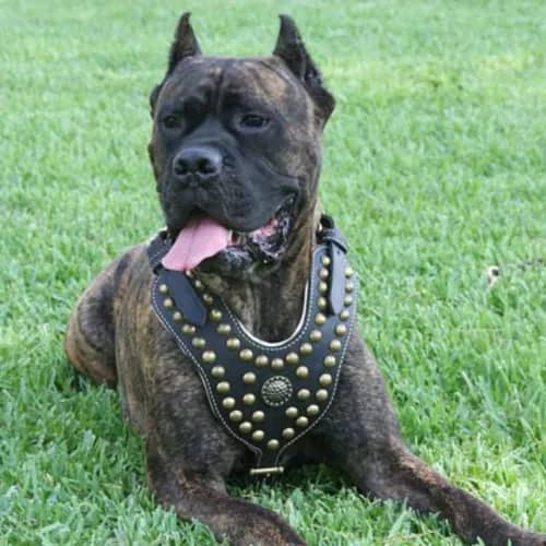 Royal Design Studded Leather Cane Corso Dog Harness