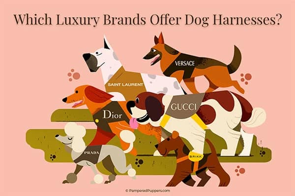 Designer Dog Harness