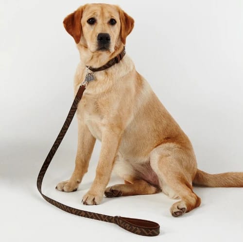 Designer Dog Leashes