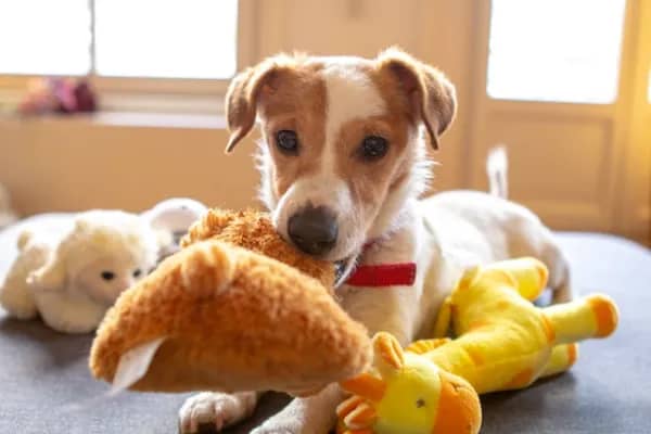 Chic Canine Toys
