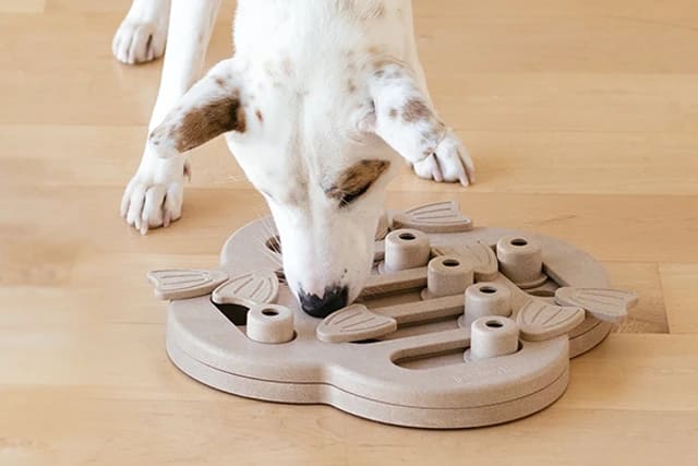 Designer Dog Toys