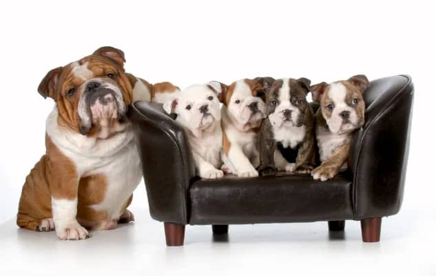 High End Dog Sofa