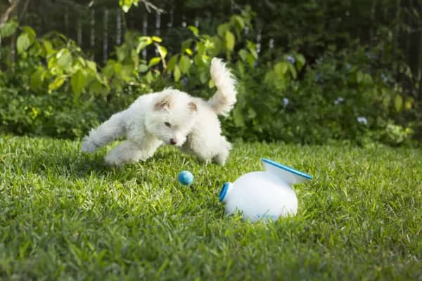 High End Dog Toys